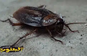 شركة مكافحة حشرات بابها