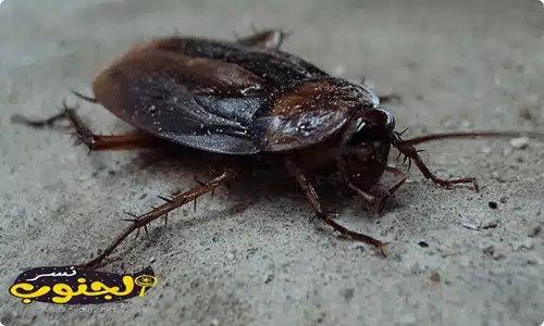 شركة مكافحة حشرات بابها 