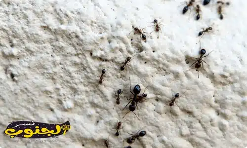 شركة مكافحة حشرات بابها 